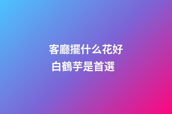 客廳擺什么花好 白鶴芋是首選
